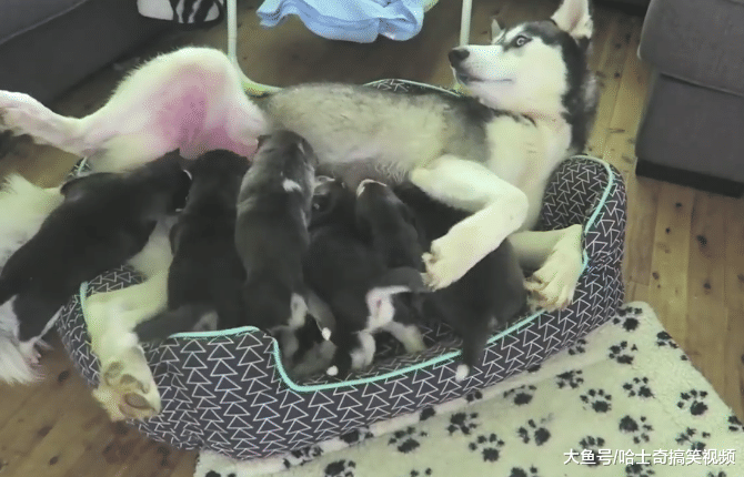 二哈剛成年就生了10只寶寶，帶娃困到睡著，萌化主人的心