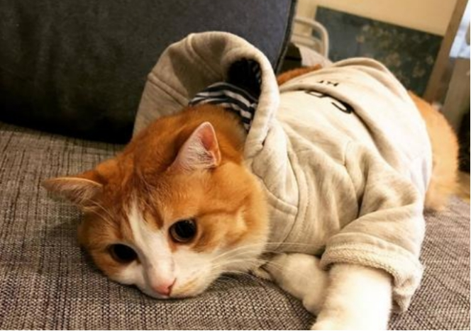 我的猫咪养成日记，我家有猫初长成，养猫小建议防踩雷