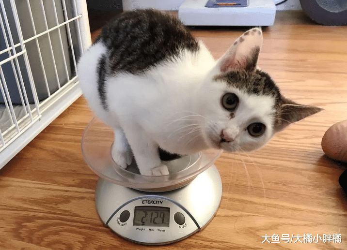 小猫天生歪着头走路，为此受尽折磨，小伙却被它的歪头杀给迷住了