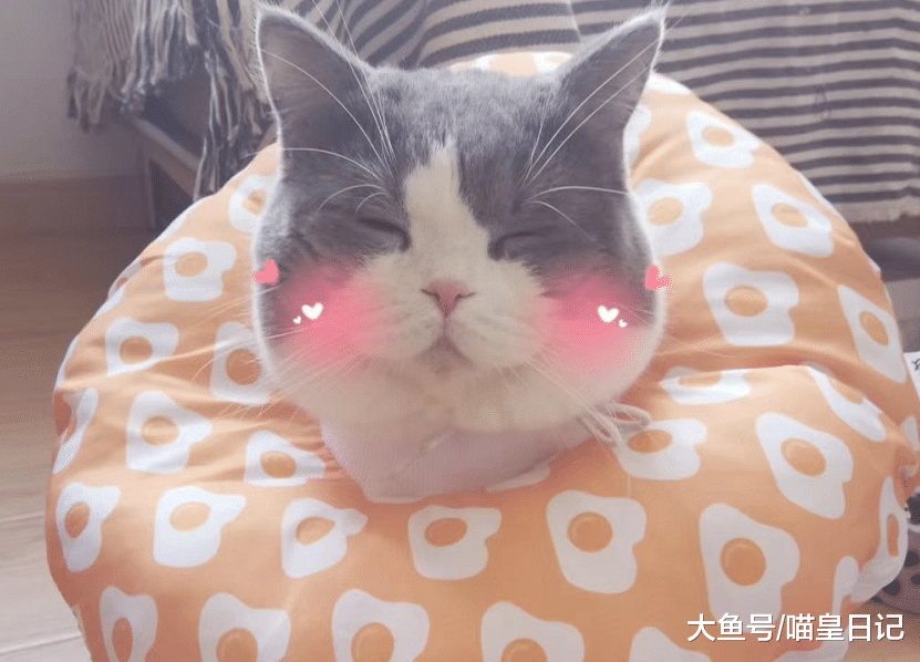 为何活泼的猫咪会突然变安静？绝育只是一方面，更重要的还是成熟