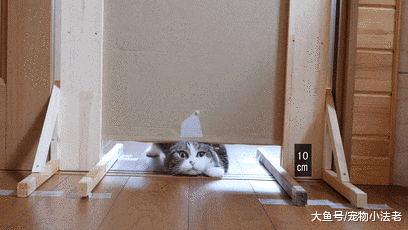 日本铲屎官无聊，拿肥猫做实验，每秒都是表情包，让人直接笑喷！