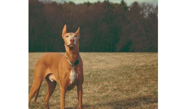 世界十大最贵的狗排行榜！罗秦犬排第一，价值4.8万元