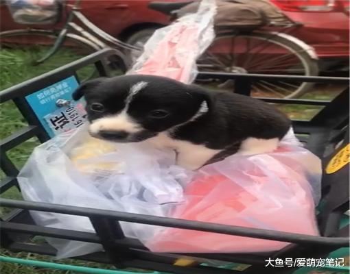 女孩捡到一只刚满月的小土狗，被邻居认出是边牧串，直呼我赚大了