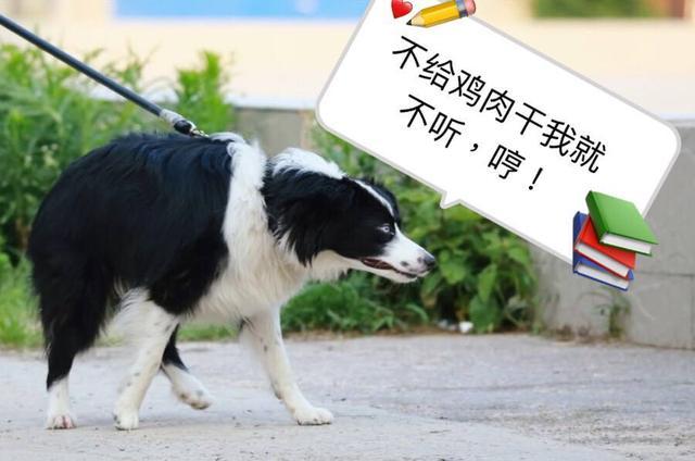 边境牧羊犬虽然很聪明, 但如果你不能接受这6个缺点, 劝你别养!