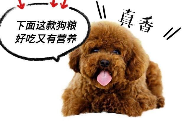 泰迪这些表现，多半是离世前的征兆，千万不要错过最后的告别机会