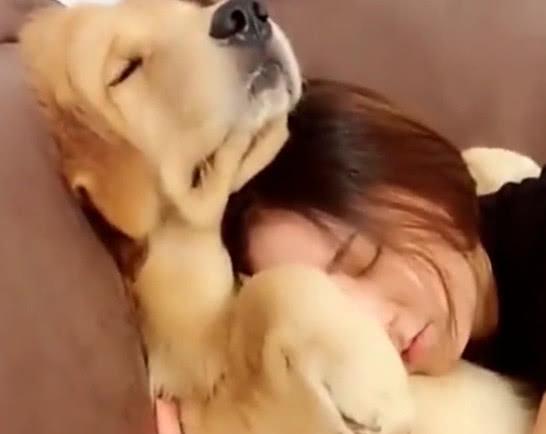 主人抱住金毛当枕头被龇牙咧嘴警告, 结果一巴掌过去, 金毛懵了!