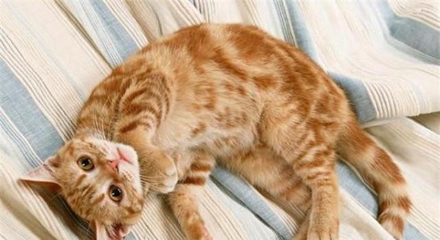 为什么大家都觉得田园猫的性格没有品种猫的好？