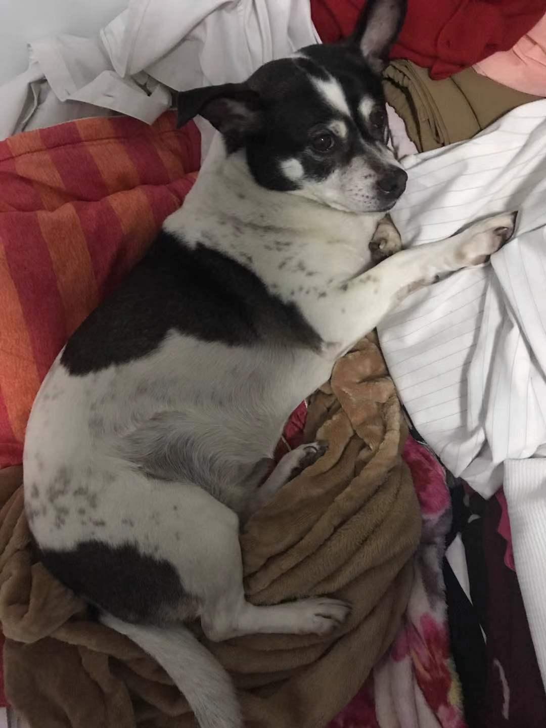 深圳市龙华区花半里清湖花园寻找黑白混种小型犬