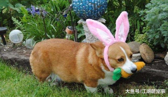 有了狗狗以后每天都要遛狗，你知道遛多长时间才合适吗？