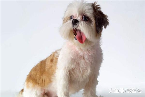 訓練西施犬定點排泄糞便需要注意的事情