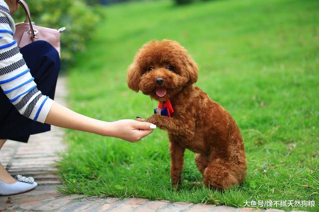 养贵宾犬，奉劝你别养公的，问题特别多