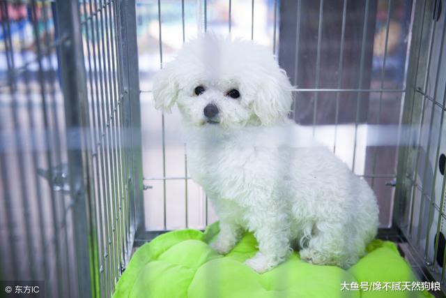 不要盲目跟风养狗，狗有几个明显缺点，很多人无法接受