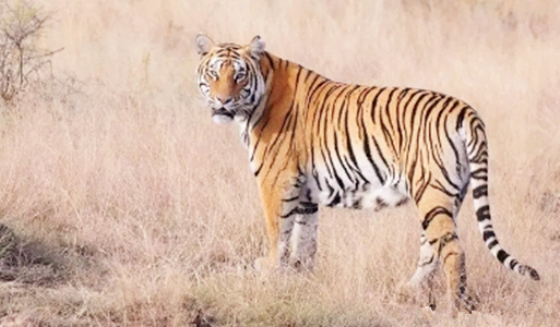 雄狮和雌狮非常好分辨，那么怎么用肉眼分辨老虎的公母呢？