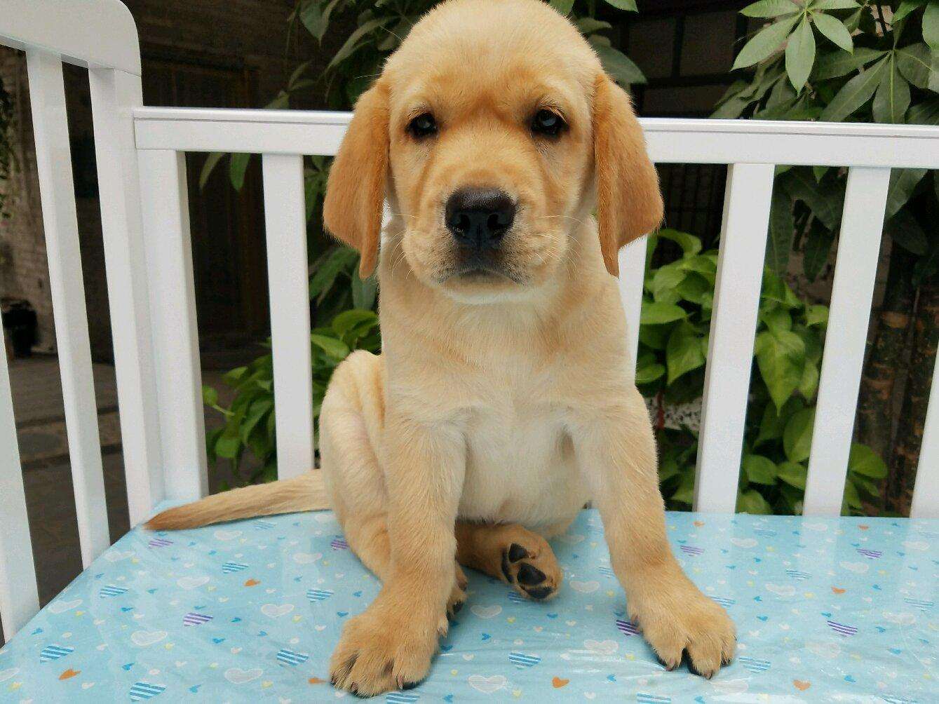 它来了以后就再也没走，这一对好朋友真的让人羡慕了