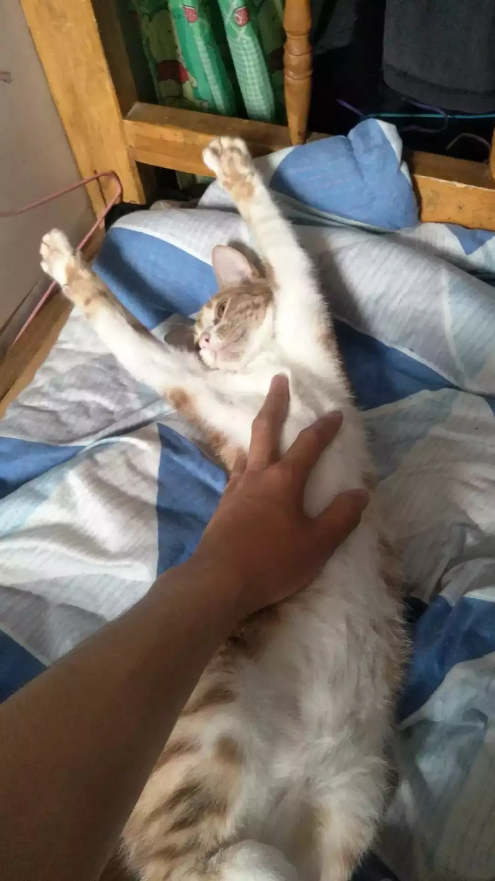 主人對著橘貓做出打槍的手勢，戲精橘貓馬上舉手投降...