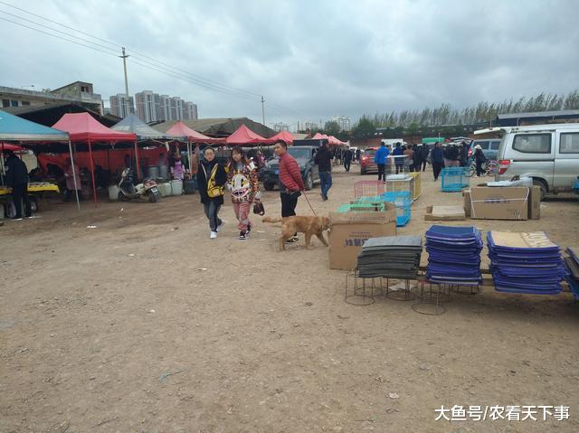 健康活泼的金毛不受欢迎, 原因是金毛太多了, 商贩都表示无奈!