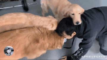 日本男子想更了解金毛，装成“同类”一起玩耍，脑洞真是大