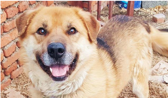田园犬你了解多少，可别再叫田园犬土狗了，那只能显得你没见识