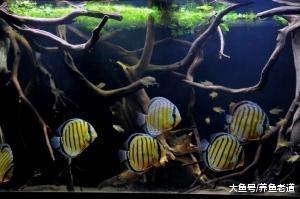 對于簡單的魚缸造景來說，是沉木好還是鵝卵石或者底沙好？