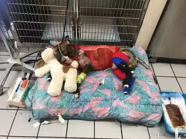 比特犬被绑在栏杆，遭恶人放火焚烧，全身四成烧伤坚持五天后去世