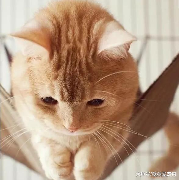 这是一只“胖出境界”的橘猫，网友：肚皮都能贴到地板上啦！