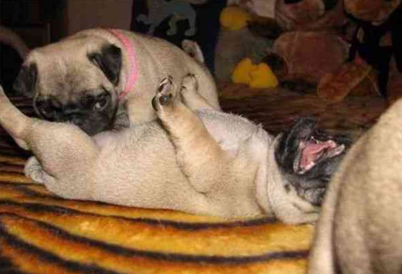 生活时时都有意外，连动物也避免不了，12张动物趣图真是太搞笑了