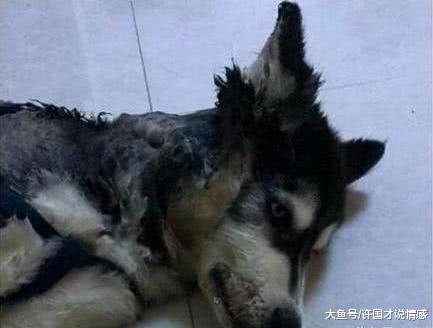 二哈咬断电线被电晕，昏迷一个小时后若无其事，转身又开始拆家具