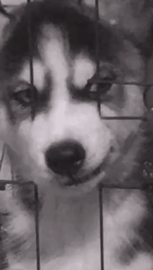 完了！我竟然被一只狗给撩到了，是恋爱的感觉了...