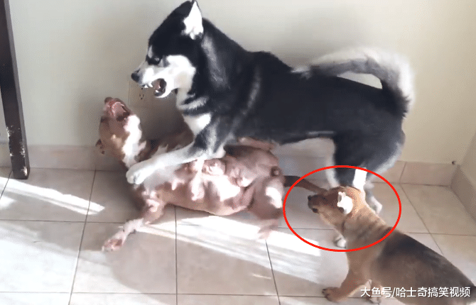 二哈跟比特犬生了寶寶，結果越大越不像它，還不讓奶狗吃飯