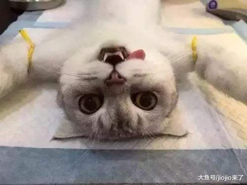 大快人心！美国新立法案，禁止无良兽医对猫施行残忍的去爪手术