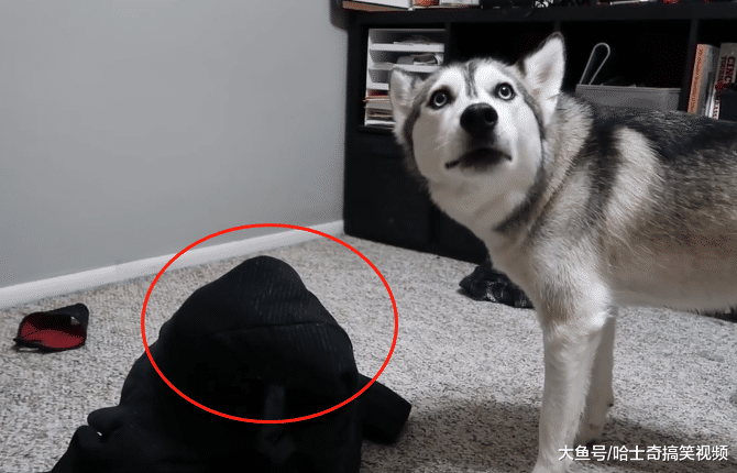 寵主送二哈“禮物”，它卻發現是伙伴，汪：要把它煮了嗎？