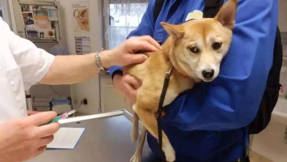 狗子疫苗怎么打？這點小事可別為難著你！