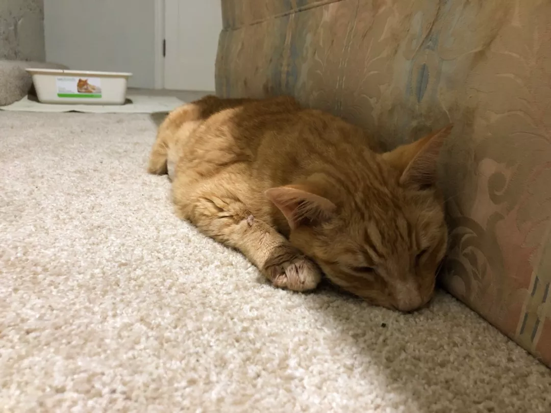 想把猫主子的骨灰撒在太空里？这位铲屎官太秀了...