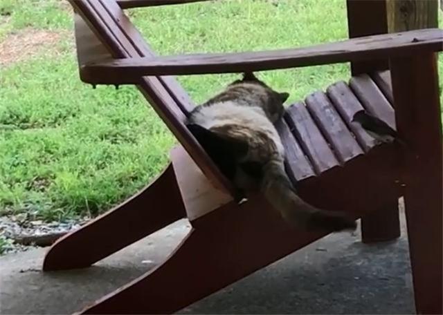 鸟窝缺少材料怎么办？呼呼大睡的大胖猫，被一只小鸟给惦记上了