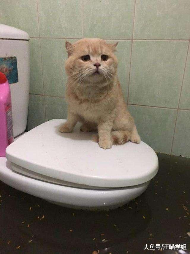 猫咪老是来看主人上厕所，令人压力山大又尴尬，这是为什么呢？