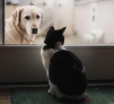 猫狗也会患上抑郁症，发作起来可能比人类更严重！