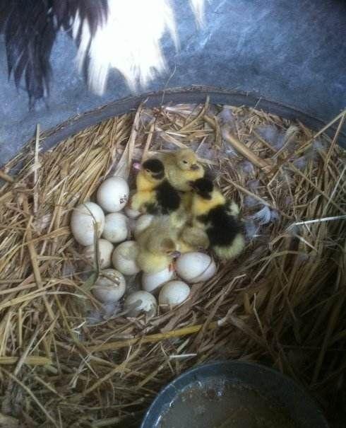 主人把一枚雞蛋放在鴨子窩里，不久她家就有只和鴨子一起游泳的雞