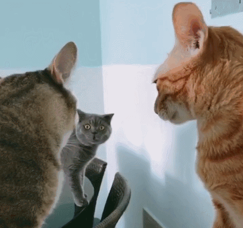 一年一度的315来啦，听说你养的猫可能是假冒伪劣猫哦！