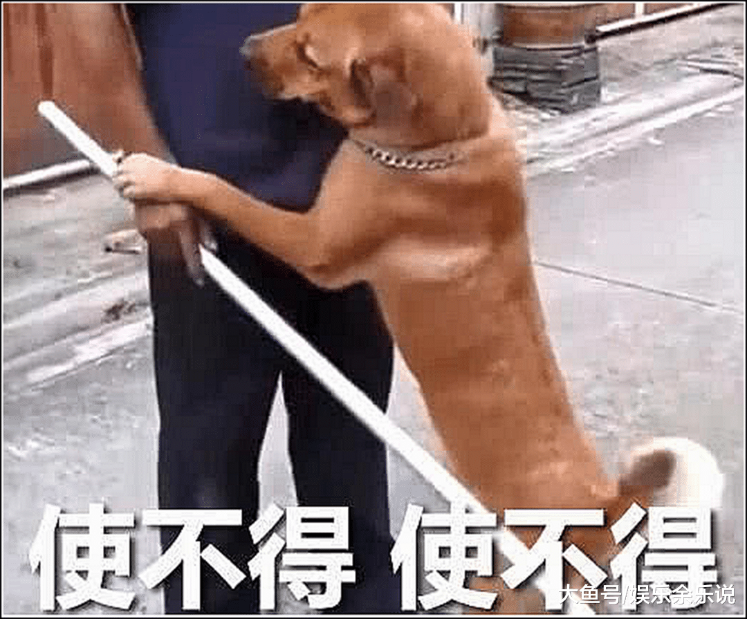 土狗拆家，男子拿着铁棍准备教训它，狗子的举动令人又爱又恨