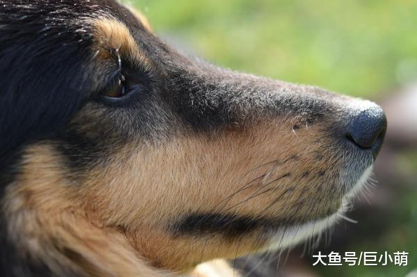 猫咪的胡子用来测量距离，那么狗狗的胡子呢？它们到底有什么用呢