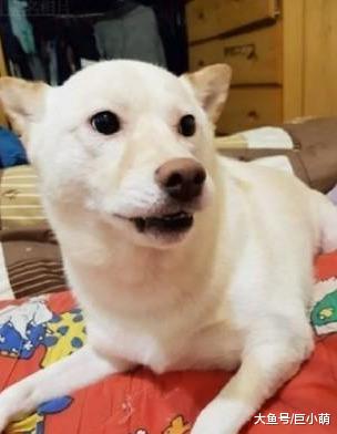 狗狗玩口红见血，气得主人一顿骂，狗一脸敷衍：好嗯嗯知道了