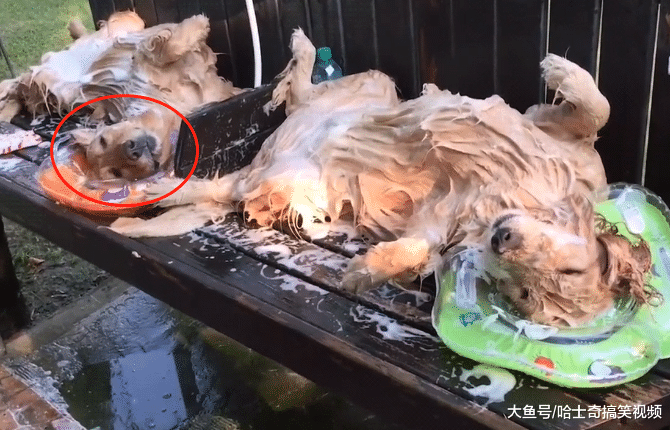 金毛在路邊洗澡，以“癱死”的表情走紅，像過年殺完的兔子