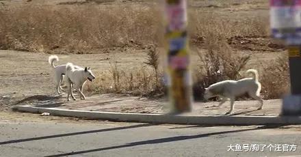 这是一个关于绿帽子的故事