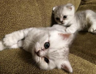 小奶猫怕冷, 藏到了母鸭的屁股下, 小表情亮了: 正宗鸭绒被