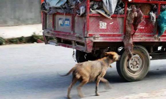 流浪狗狂追货车100米，慢慢停下后，忍不住落泪了
