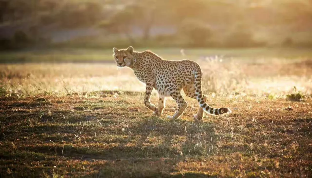 遇肯尼亚（三）难以描述的神奇