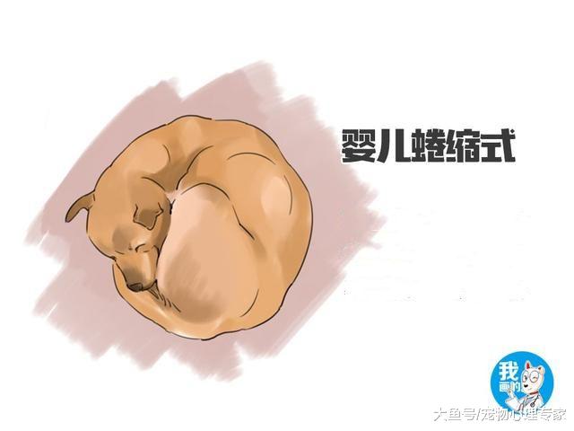 想要知道自己在狗狗心中的地位，不如看它的睡姿吧