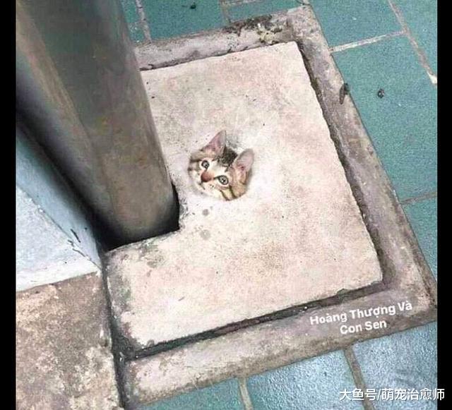 猫咪的头卡在了下水道盖子上, 看到它那委屈的表情, 原谅我笑了!