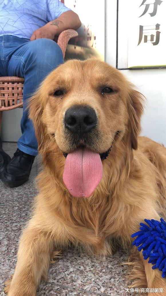 金毛都知道有困难找警察，它跑到派出所去了，混吃混喝就是不走