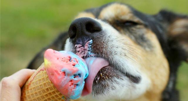 给狗子太多零食的三个坏处，我都知道可我没法拒绝你啊